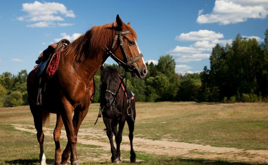 Гостиница Кантри Резорт Вербилки-23