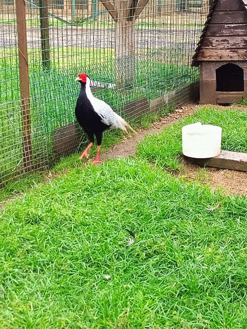 Гостиница Кантри Резорт Вербилки-243