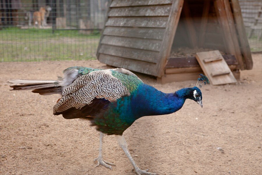 Гостиница Кантри Резорт Вербилки-72