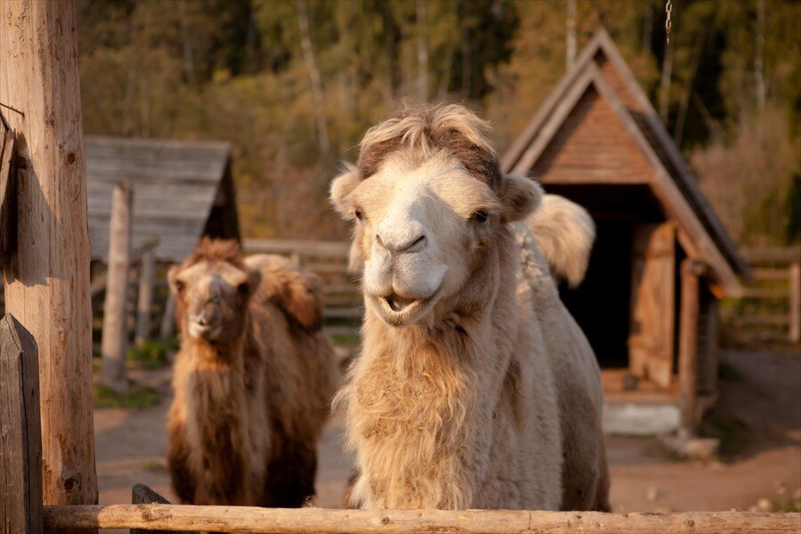 Гостиница Кантри Резорт Вербилки-56