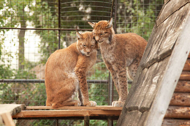 Гостиница Кантри Резорт Вербилки-92