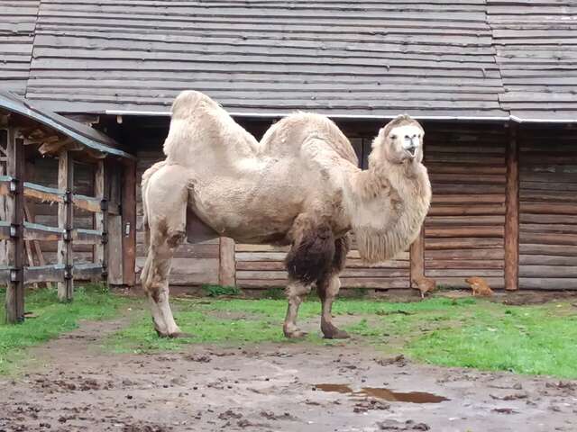 Гостиница Кантри Резорт Вербилки-95