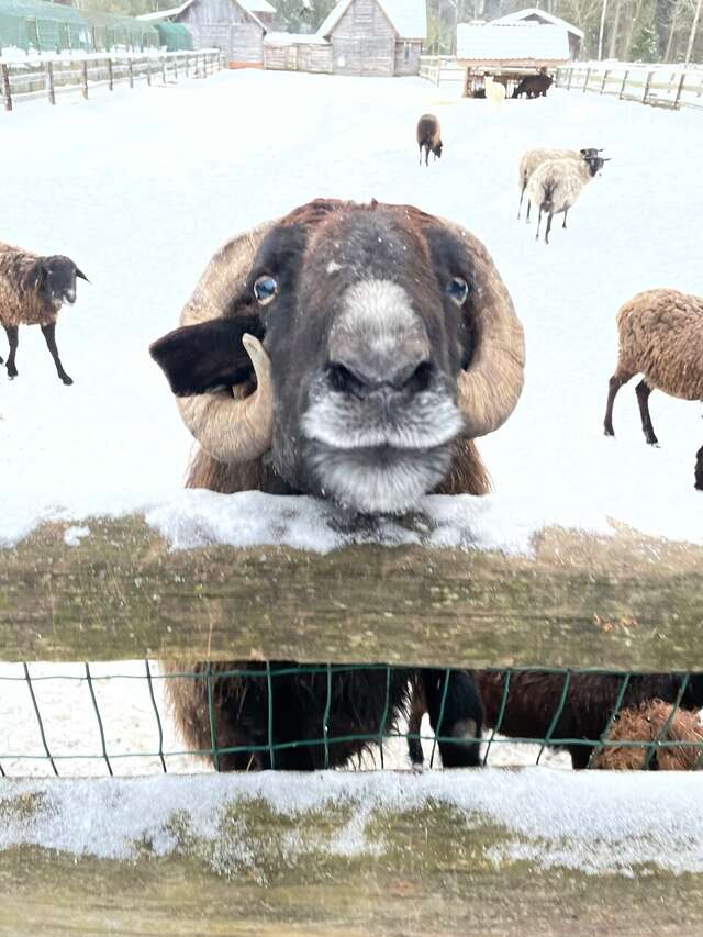 Гостиница Кантри Резорт Вербилки-87